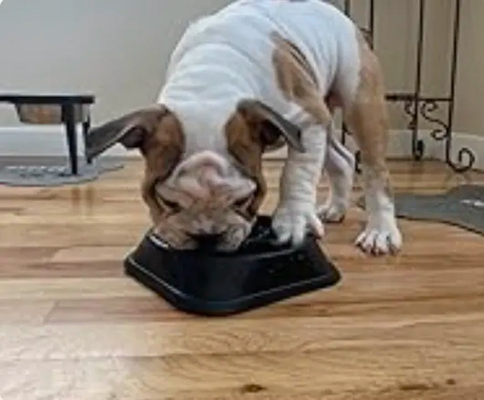 Large Dog Slow Feeder Bowl, Food-Safe Material, Anti-Choke Puzzle Design